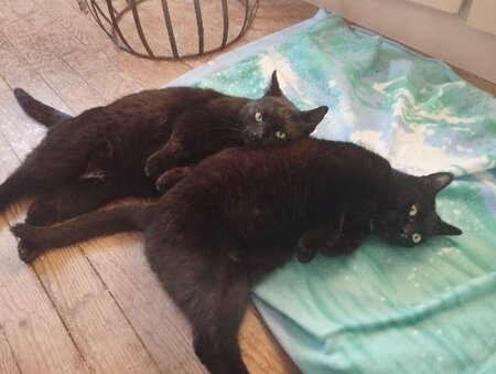 Adopter Berlioz