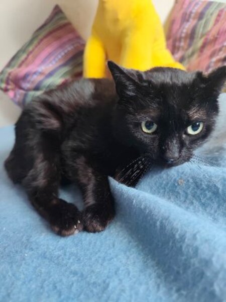 Adopter Berlioz