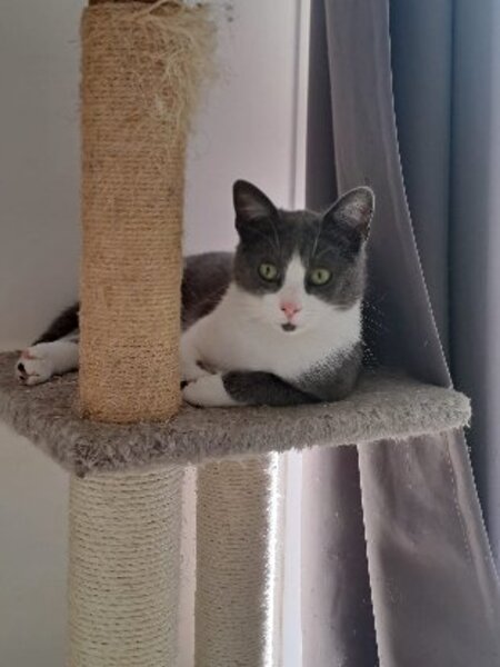 Adopter Berlioz