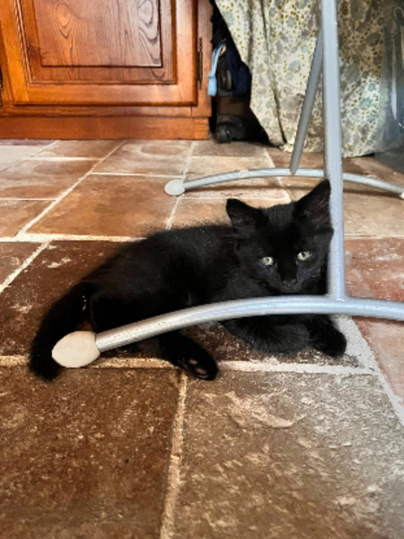 Adopter Berlioz