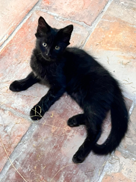 Adopter Berlioz