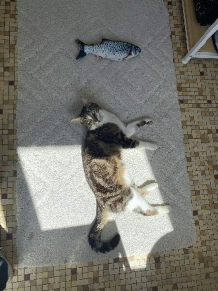 Adopter Bernard