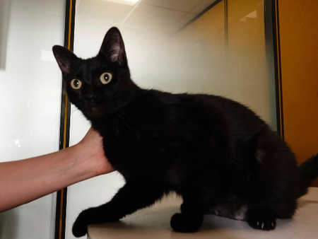 Adopter Beryle