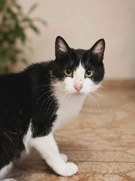 Adopter Bichette