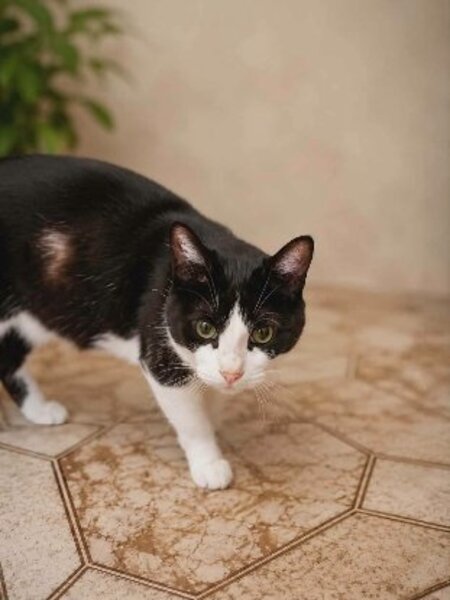 Adopter Bichette