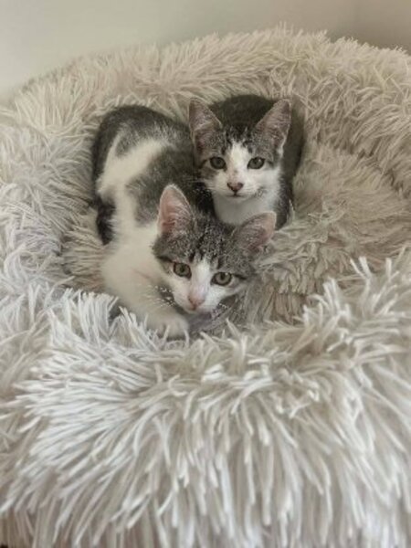Adopter Bijou