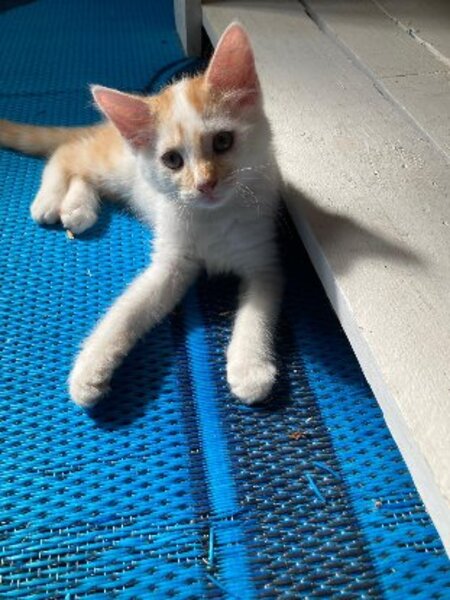 Adopter Bill