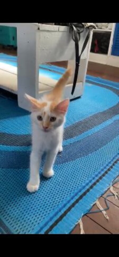 Adopter Bill