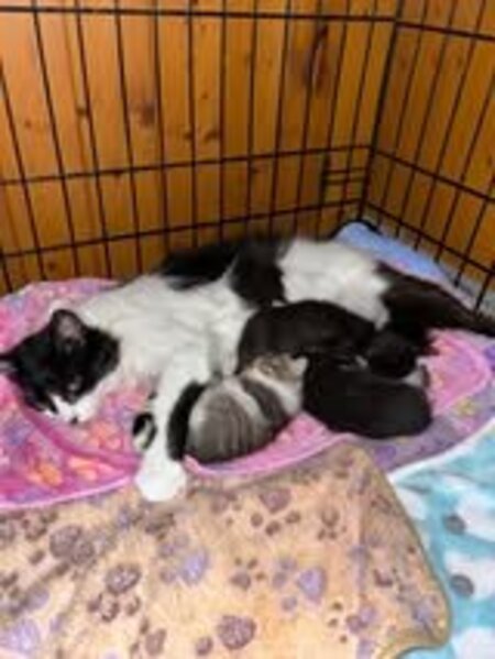 Adopter Billiejean