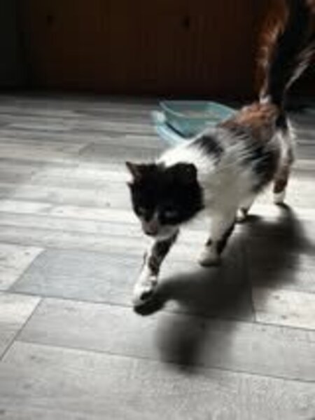 Adopter Billiejean
