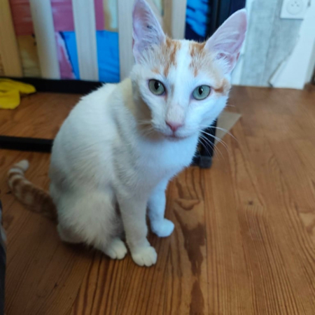 Adopter Biobie