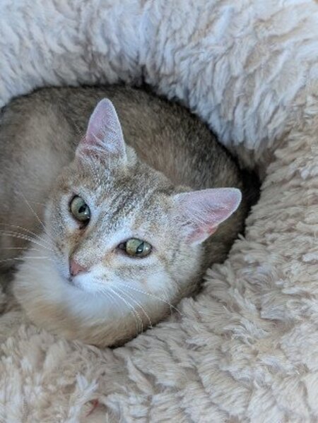 Adopter Biscotte