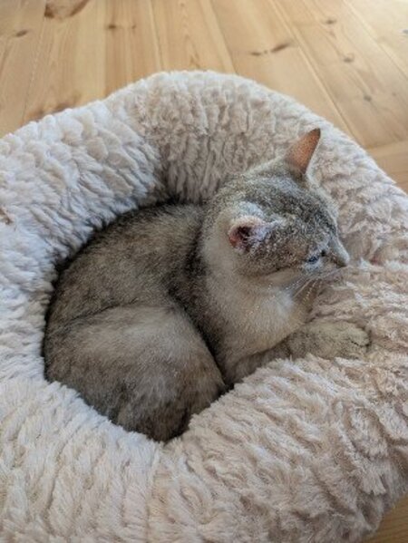 Adopter Biscotte