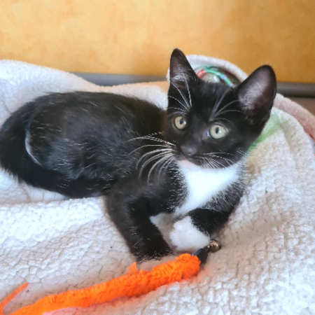 Adopter Biscuit