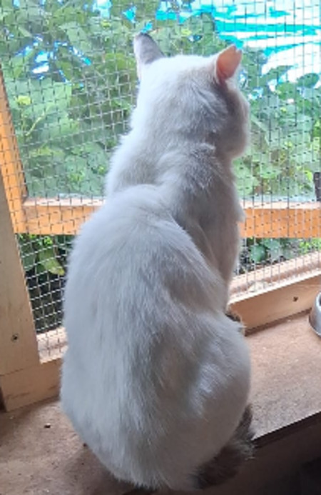 Adopter Blanco