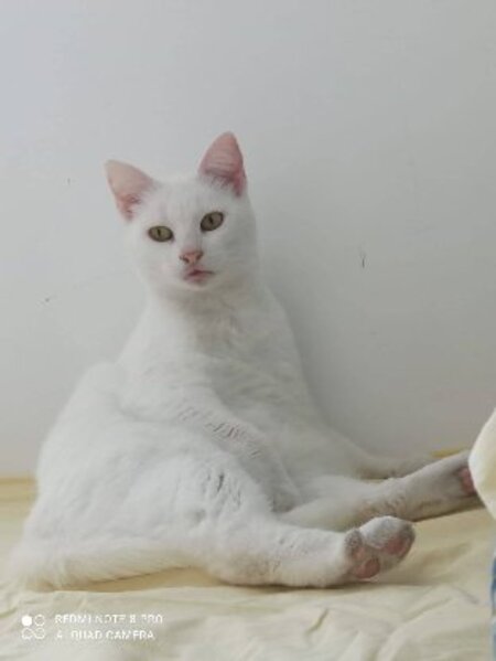 Adopter Blanquette