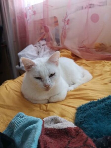 Adopter Blanquette