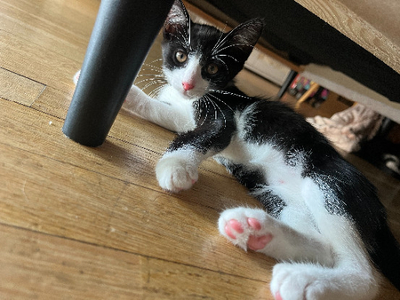 Adopter Bliss