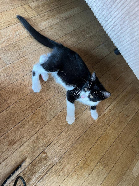 Adopter Bliss