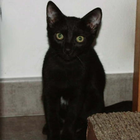 Adopter Blizzard