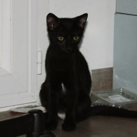 Adopter Blizzard