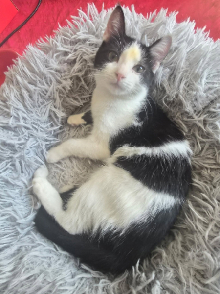 Adopter Bloomy