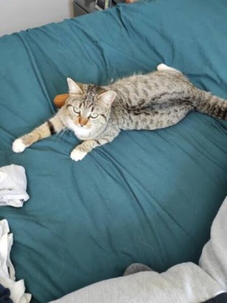 Adopter Blue
