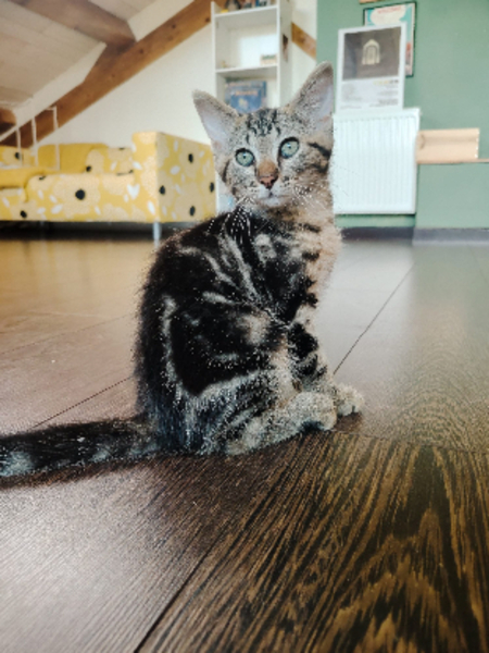 Adopter Blue