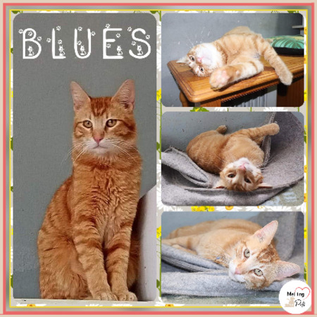 Adopter Blues