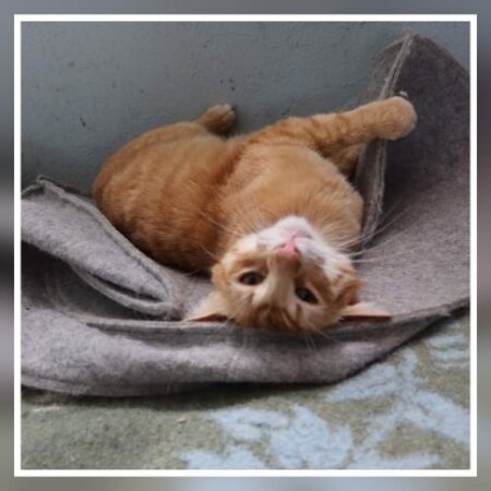 Adopter Blues