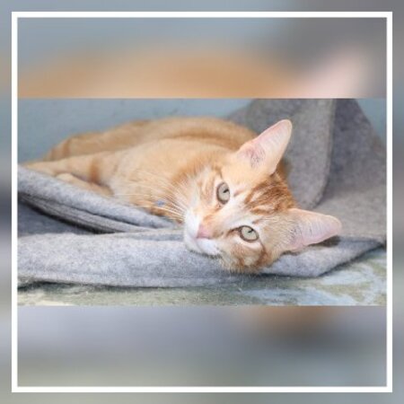 Adopter Blues
