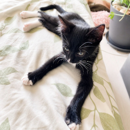 Adopter Bo