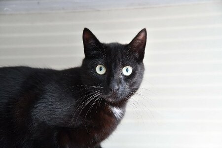 Adopter BOB