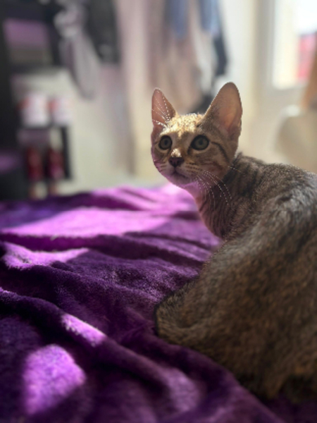 Adopter Boba