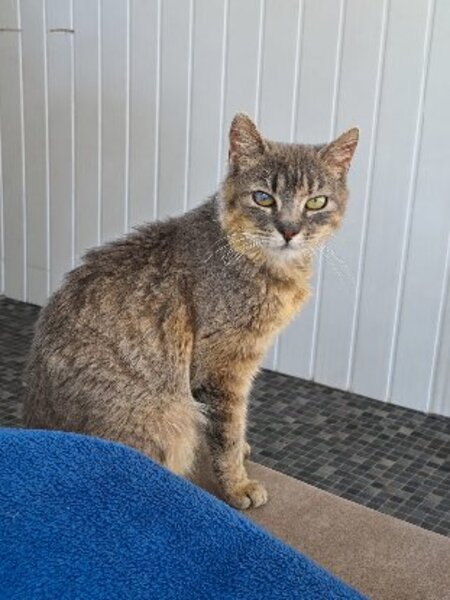 Adopter Bohème