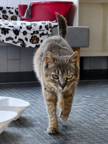 Adopter Bohème