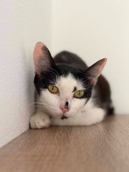 Adopter Bonheur de bounty
