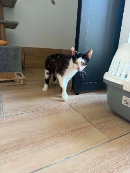 Adopter Bonheur de bounty
