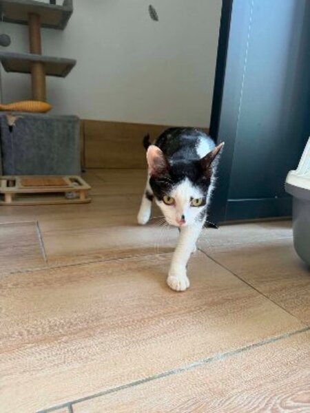 Adopter Bonheur de bounty