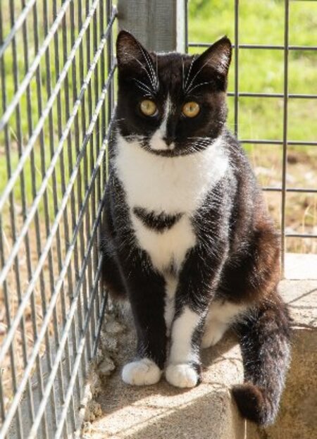 Adopter Bonnie