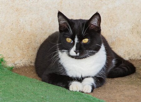 Adopter Bonnie