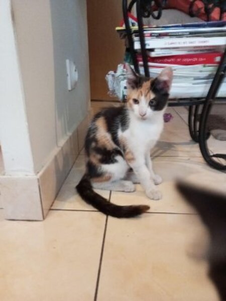 Adopter Bonnie