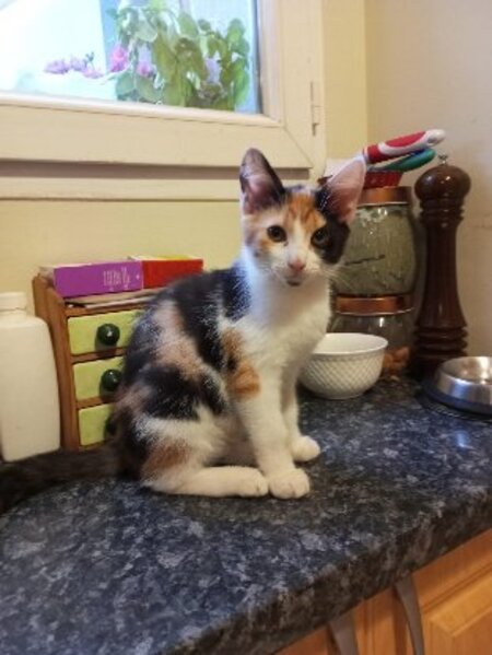 Adopter Bonnie