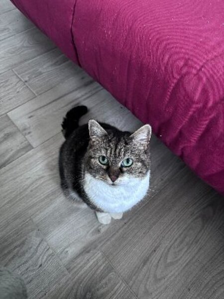 Adopter Boo