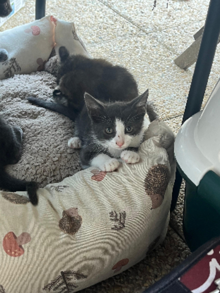 Adopter Boo