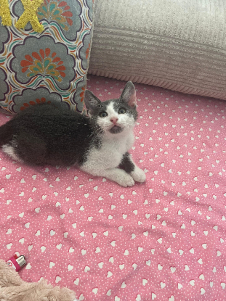 Adopter Boodie