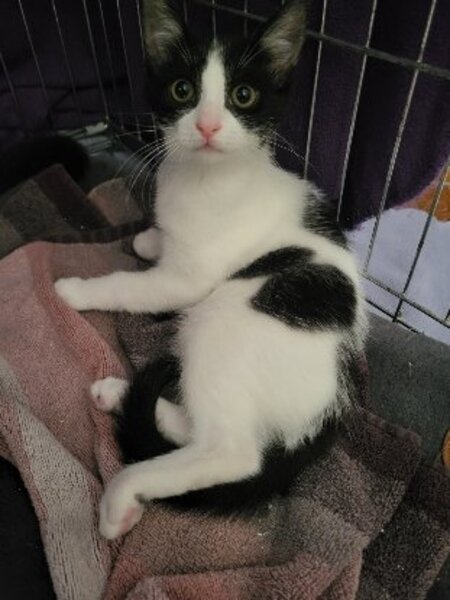 Adopter Boogie