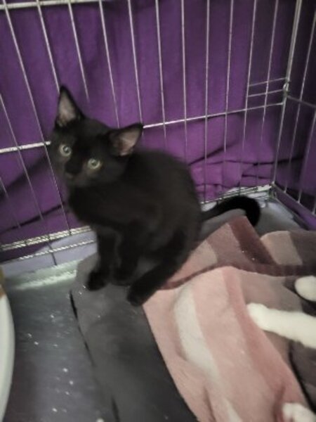 Adopter Bouba