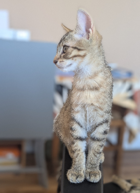 Adopter Boustiflor