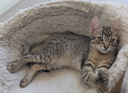 Adopter Boustiflor